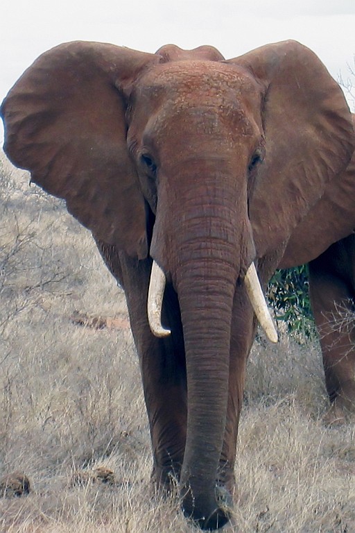 Kenia (353).jpg